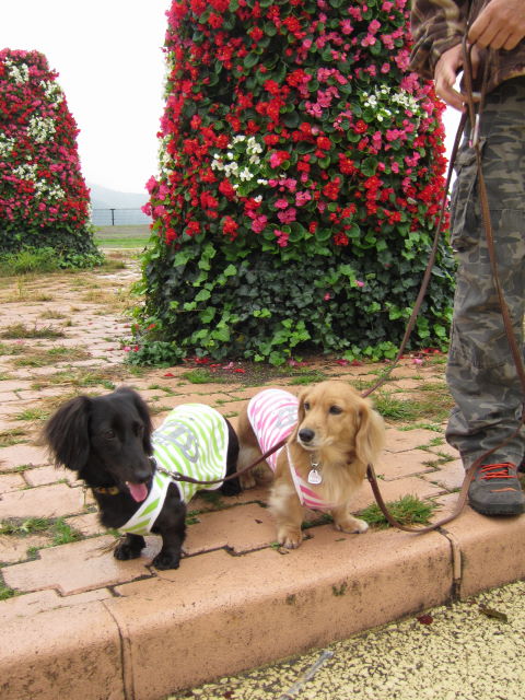 d0098295_17113081.jpg