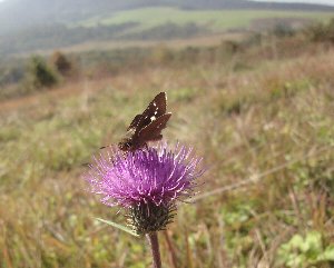 e0122199_1644247.jpg