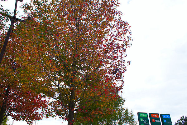 f0007926_1728998.jpg