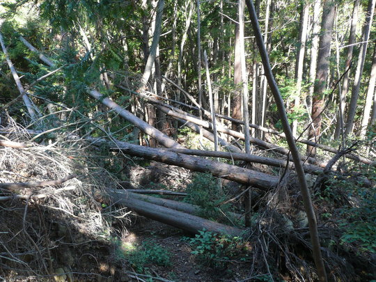 c0009528_20421474.jpg