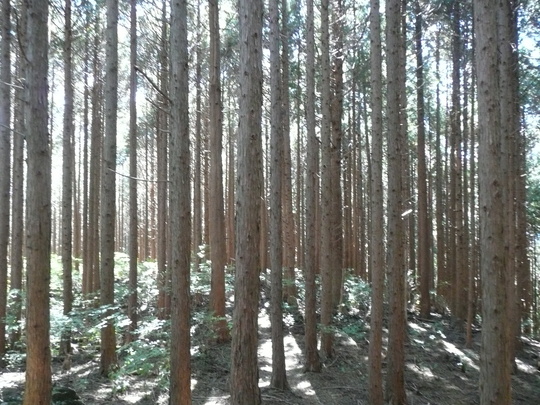 c0009528_20425391.jpg