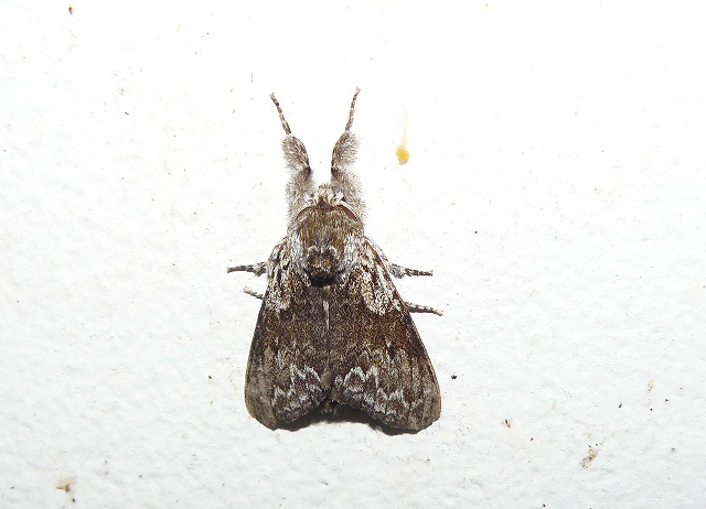 d0019074_995016.jpg