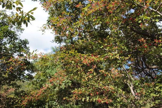 e0024081_1842018.jpg