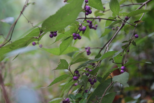 e0024081_18442173.jpg