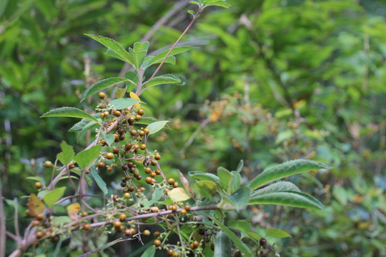e0024081_1845737.jpg