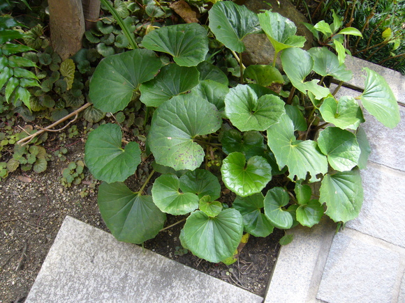 a0230192_1431979.jpg