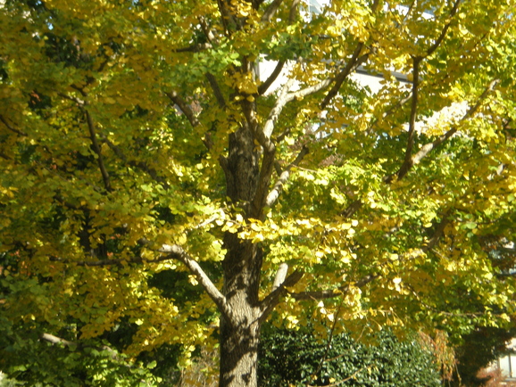 e0108719_7514916.jpg