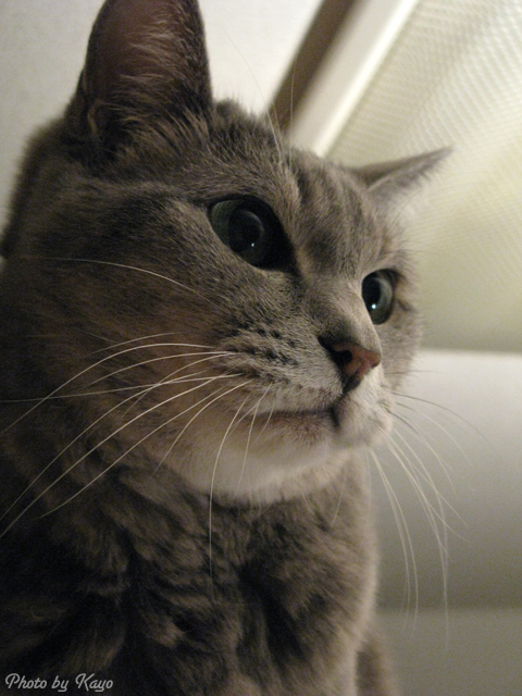 a0117440_22311180.jpg