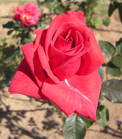 a0001354_18502988.gif