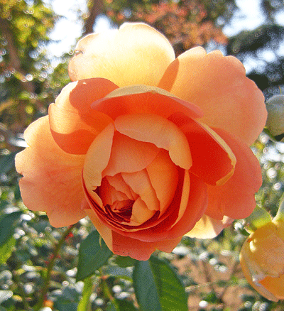 a0001354_18511772.gif