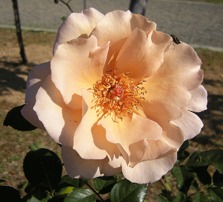a0001354_1851179.gif