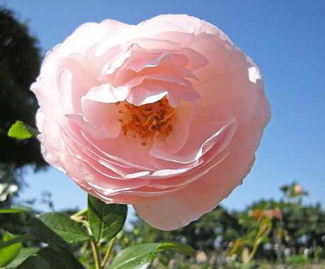 a0001354_18514831.gif