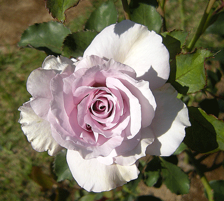 a0001354_18545266.gif