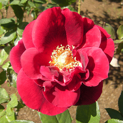 a0001354_18552498.gif