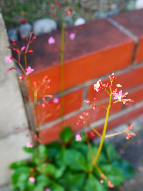 a0081957_2330467.jpg
