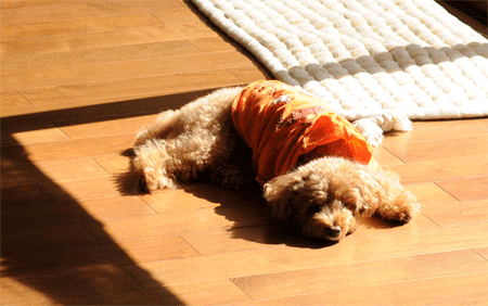 c0196673_18234850.gif