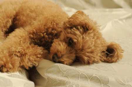 c0196673_18261770.gif