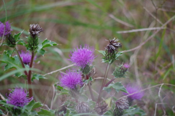f0054677_8464366.jpg