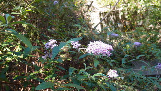 e0024081_19425077.jpg