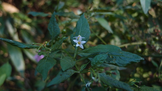 e0024081_19474536.jpg