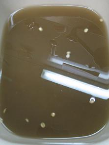 e0130185_16352041.jpg