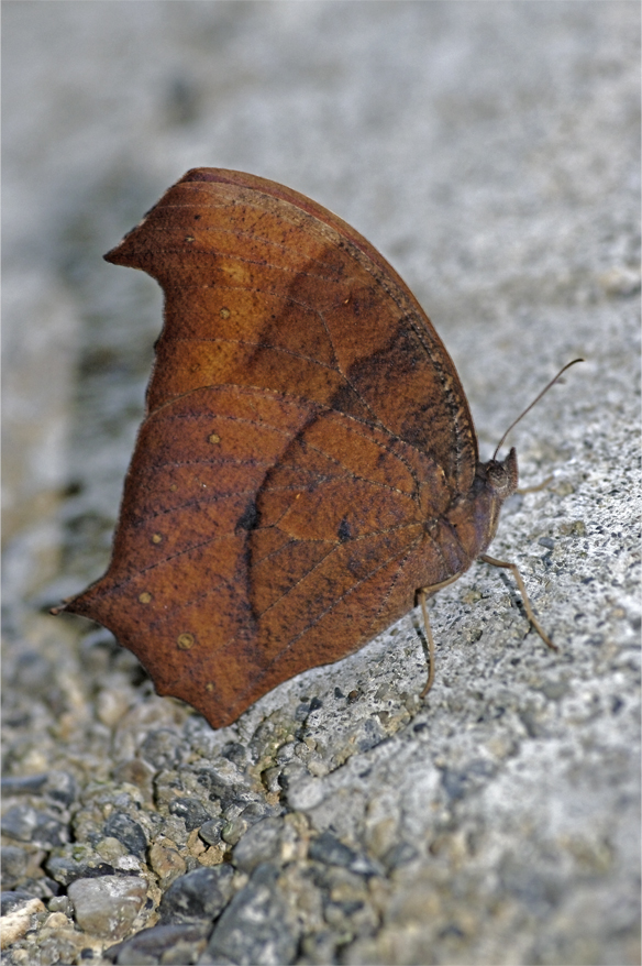 d0209988_20292411.jpg