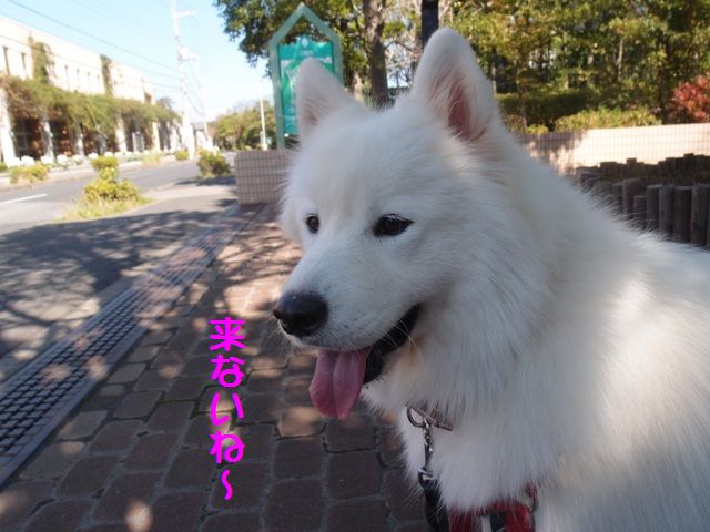 e0018604_20144660.jpg