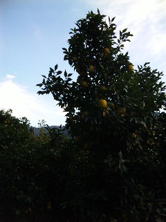 f0036716_17234557.jpg