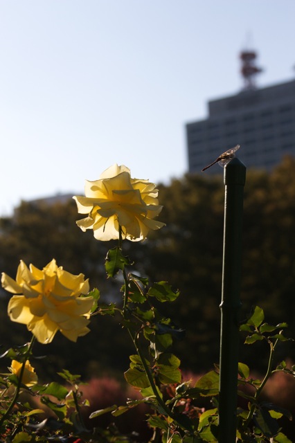 e0021328_233992.jpg