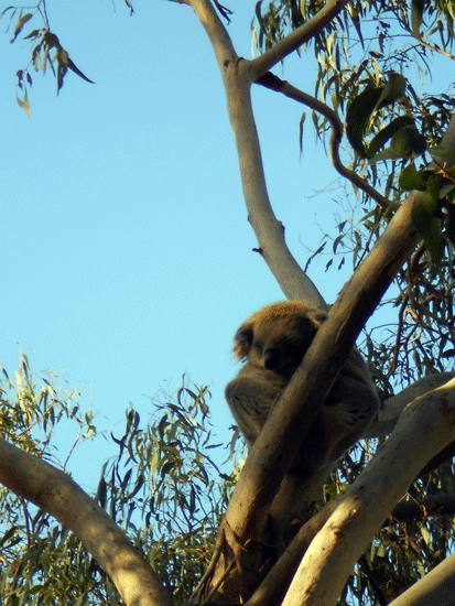 f0078132_3233933.gif