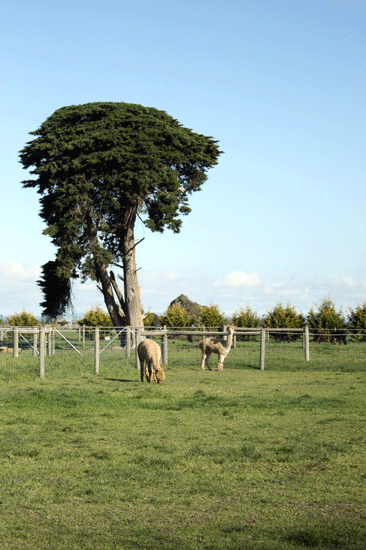 f0078132_3245320.gif
