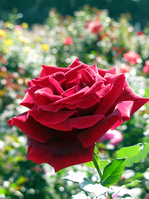 a0117440_2223681.jpg