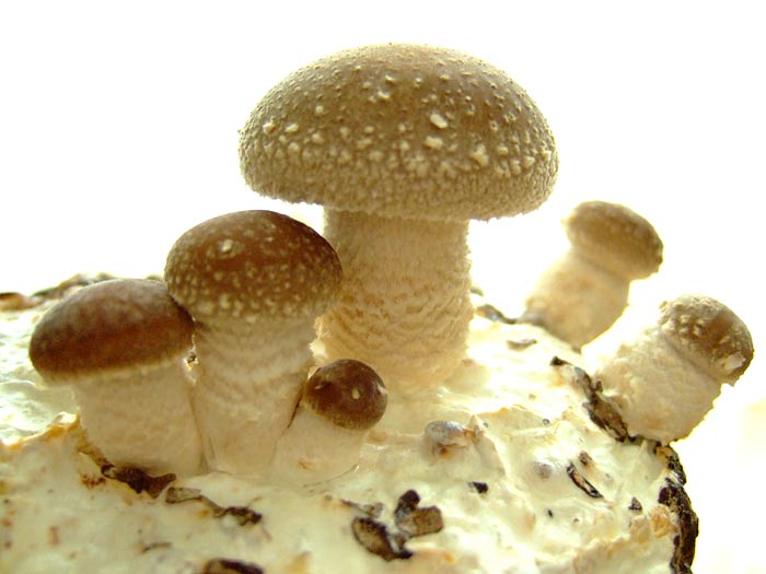e0006242_17153016.jpg