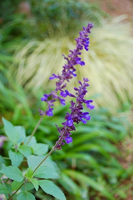 e0025655_2023231.jpg