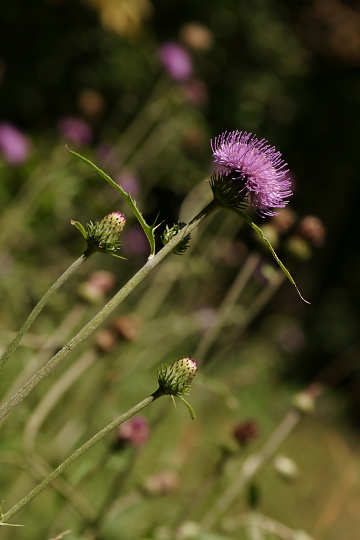 e0054067_22172780.jpg