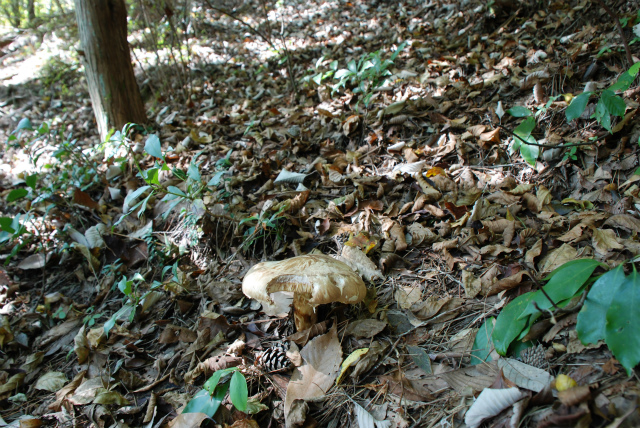 d0245378_16392929.jpg