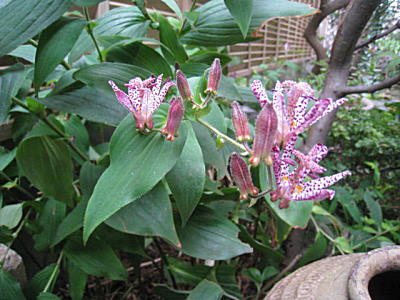 d0046702_985682.jpg