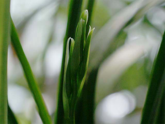 c0068168_10151351.jpg