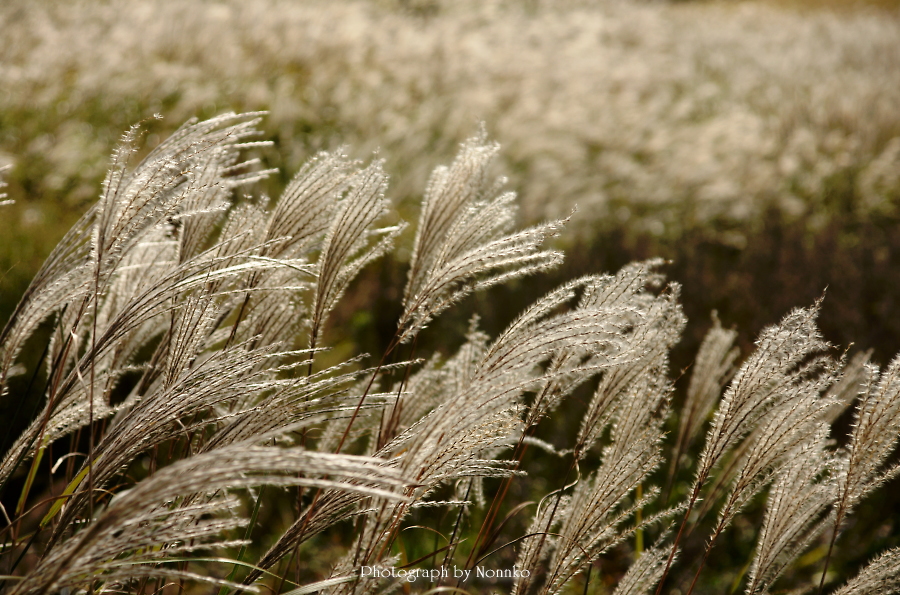 c0106977_9491077.jpg
