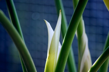f0054677_8155764.jpg