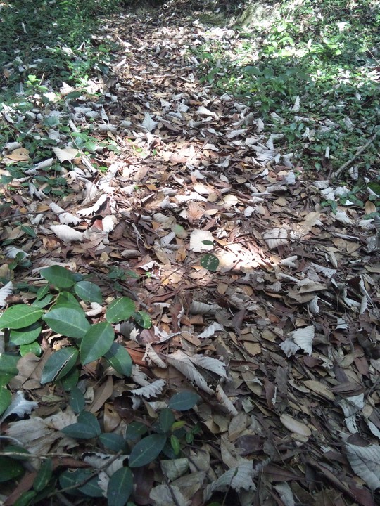 e0024081_153118.jpg