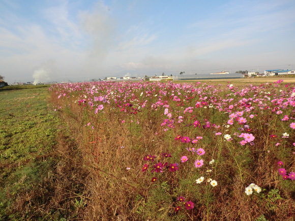 e0242504_6112178.jpg