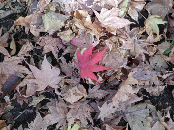 e0242504_844083.jpg