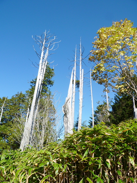 d0170615_10201013.jpg