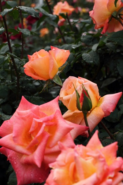 b0129829_21445747.jpg