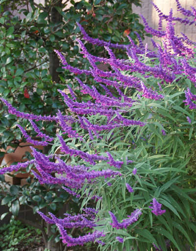 d0107929_217061.jpg