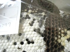 c0134734_227323.jpg