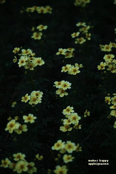 e0165434_0305360.jpg