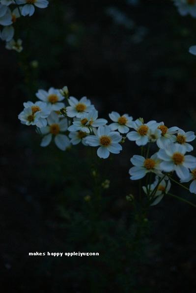 e0165434_0311256.jpg