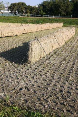 a0124947_2045078.jpg